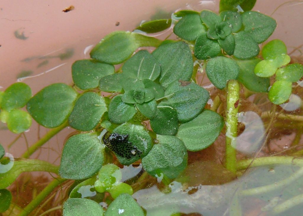 Callitriche cfr. stagnalis  (Lamiales - Plantaginaceae)